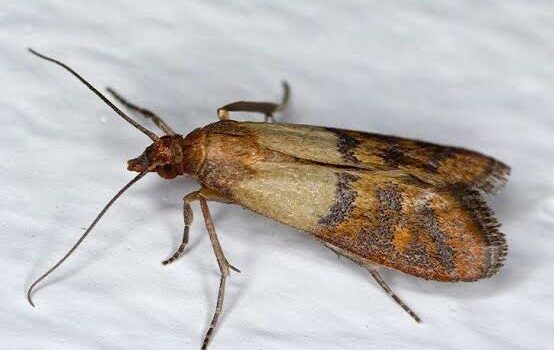 Indianmeal moth