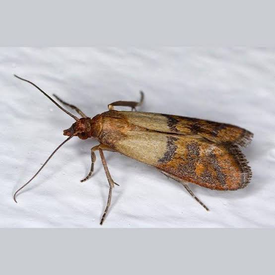 Indianmeal moth