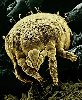 Yellow_mite_(Tydeidae)_Lorryia_formosa_2_edit