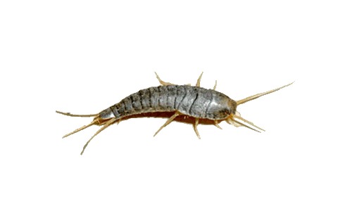 silverfish